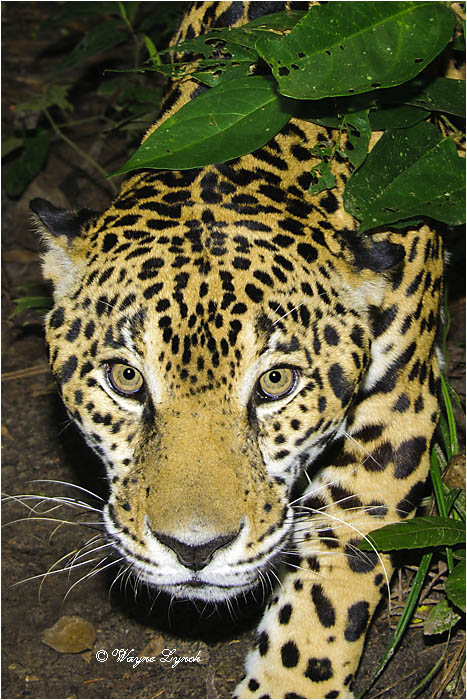 Jaguar 114 by Dr. Wayne Lynch ©